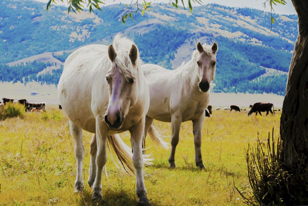 Photograph by Batsaikhan Badamdorj