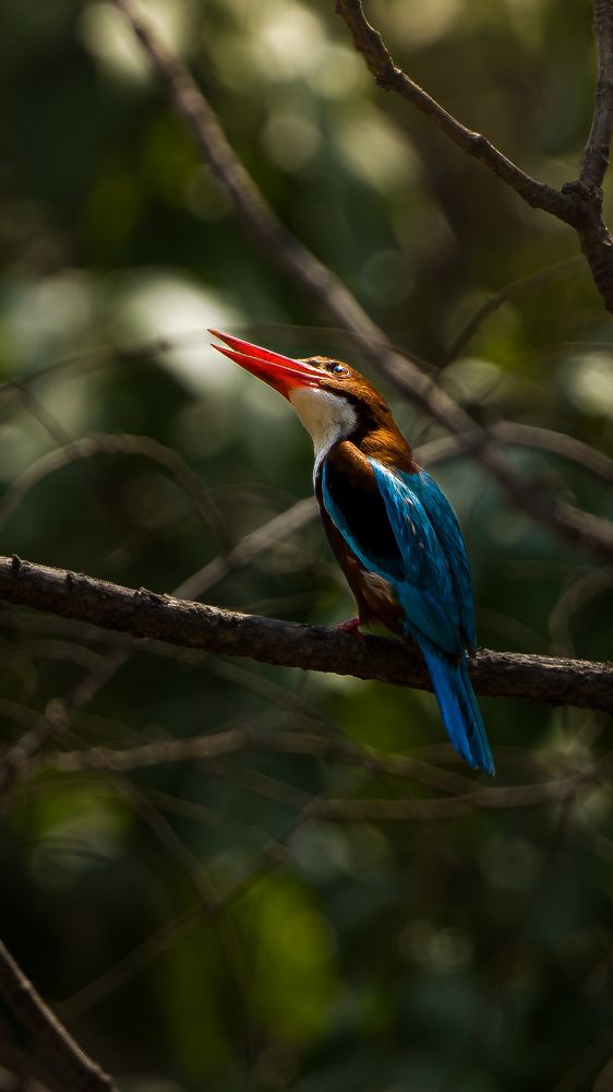 Photograph by Nirwan Malviya