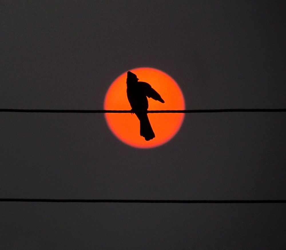 Photo #11084645