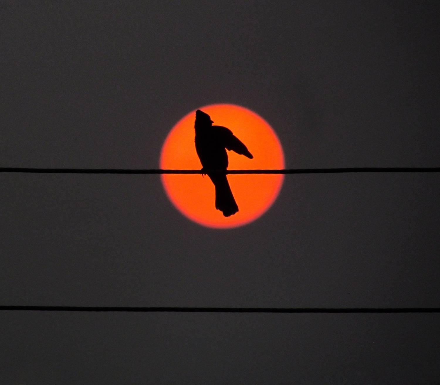 Photo #11084645