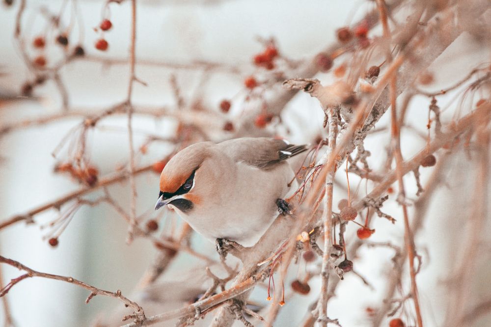 Свиристель
