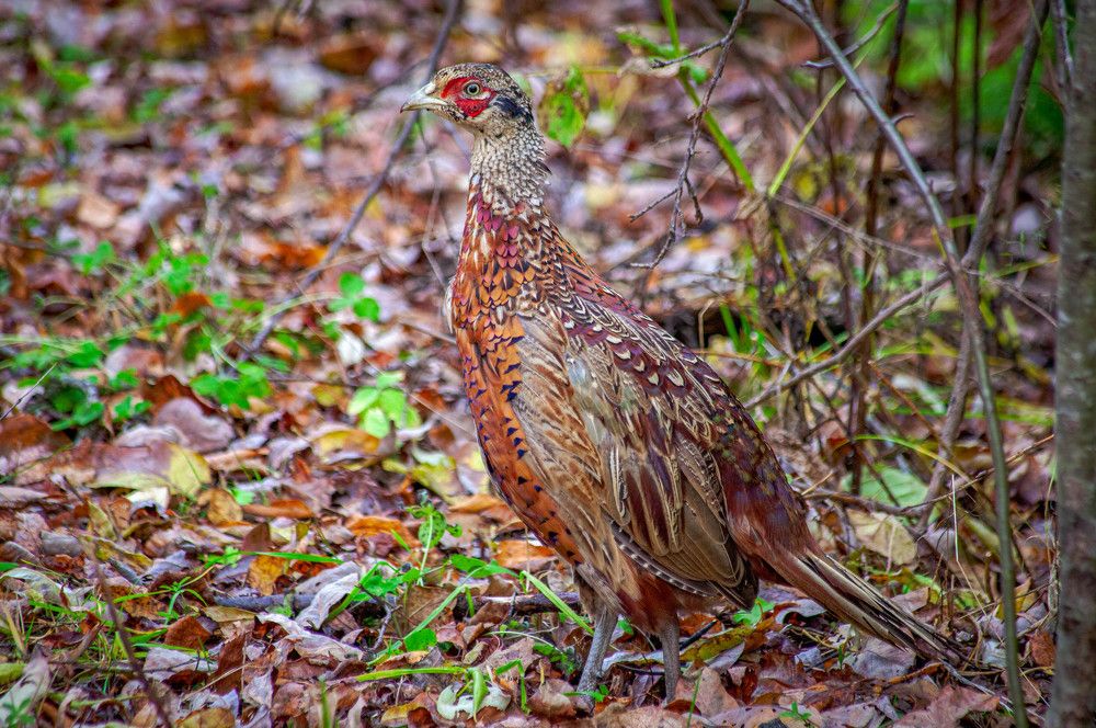 Photograph by Толян Бууулочкин