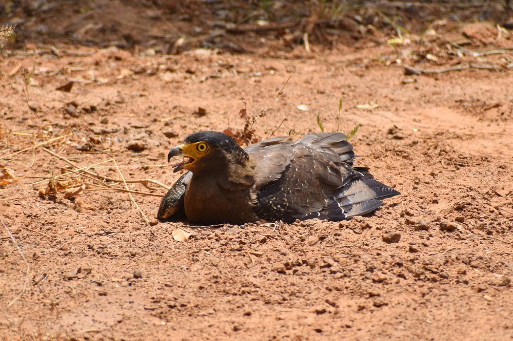 Photograph by Bimali Fernando