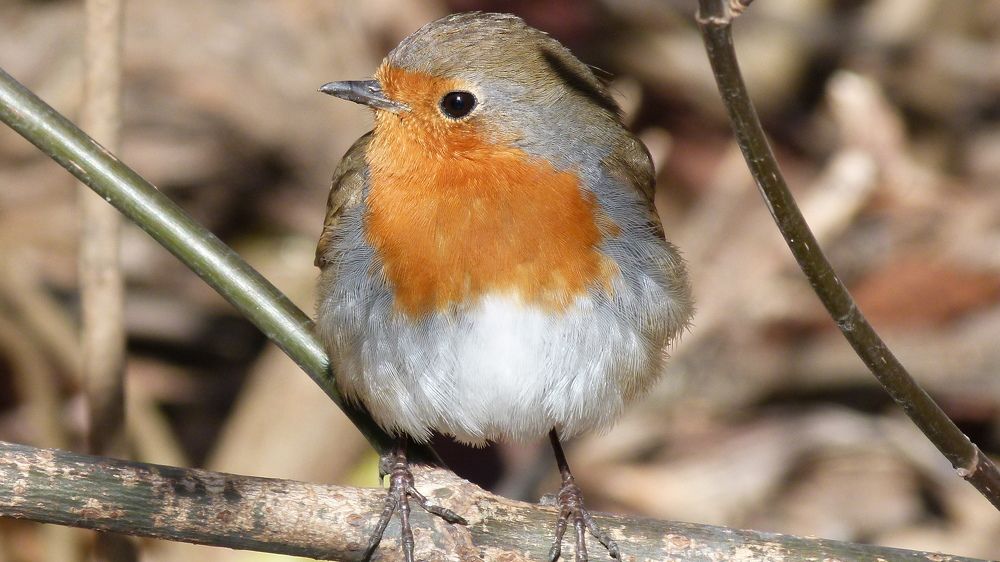 Photograph by Егор Чинарев