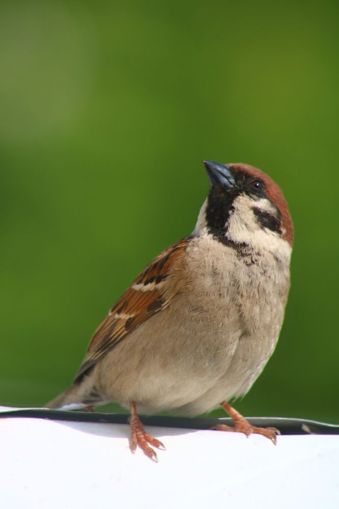 Photograph by Светлана Шуткова