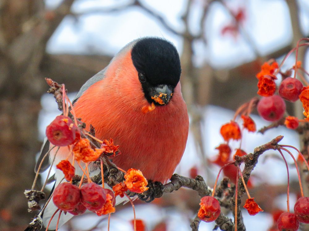 Photograph by Елена Гарипова
