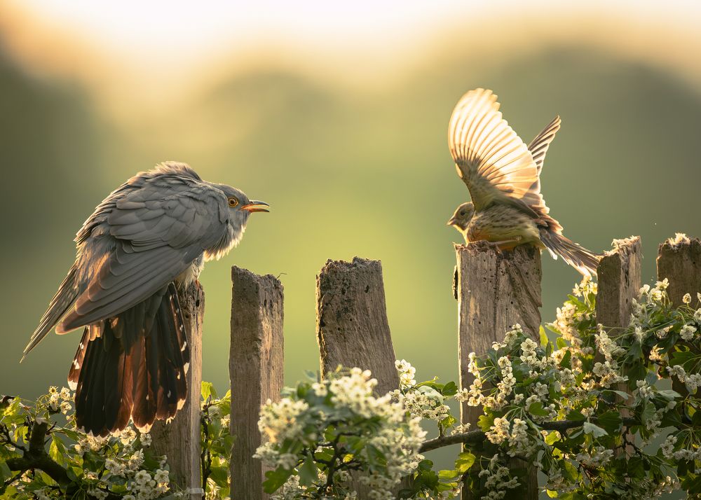 Photograph by Radosław Makowczyński