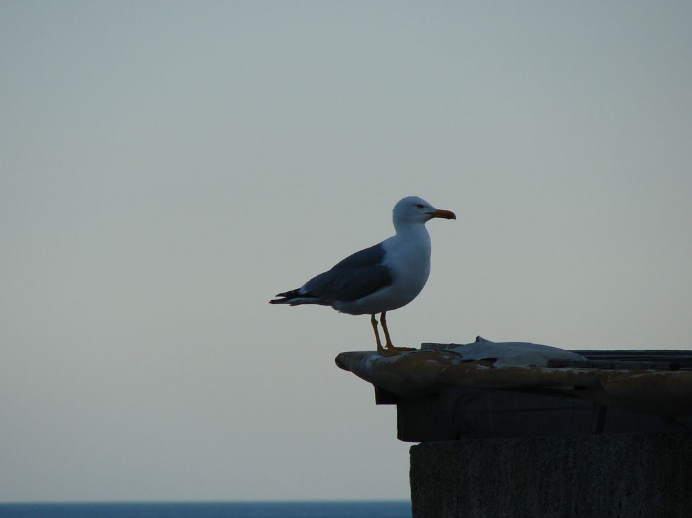 Photograph by Александр Гришин