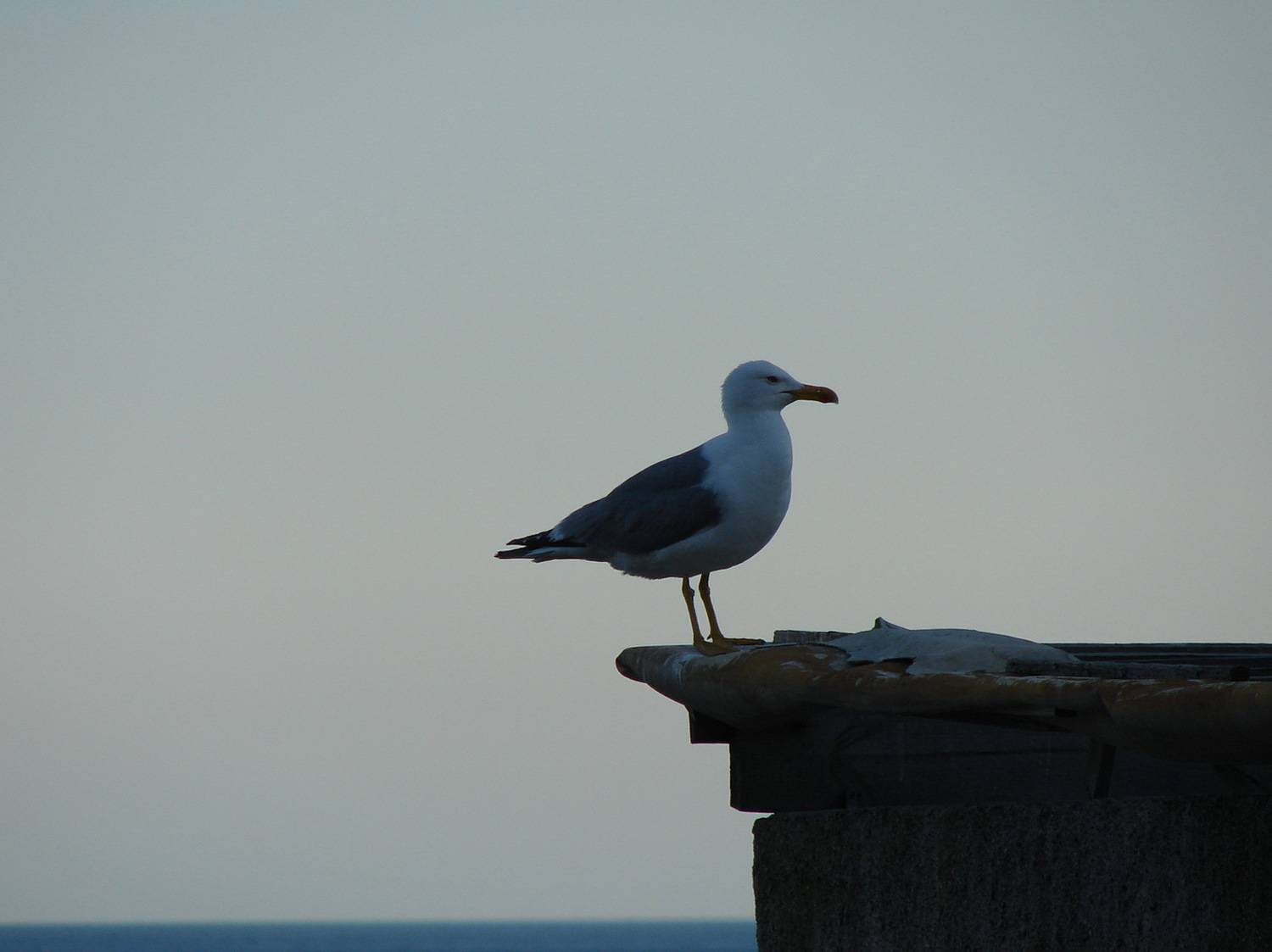 Photo #11085036