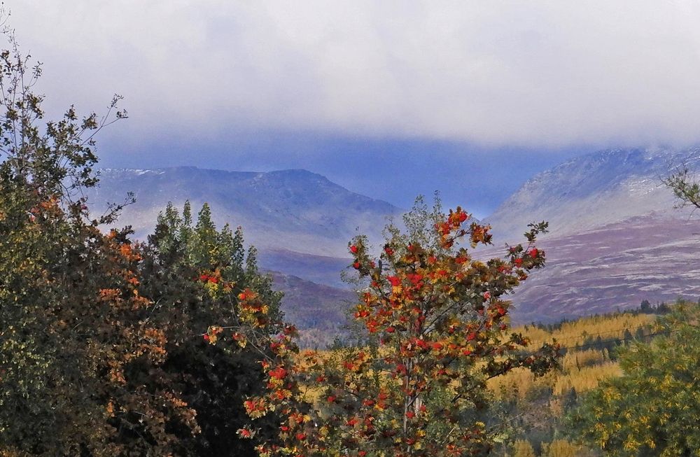 Рябина на фоне гор.