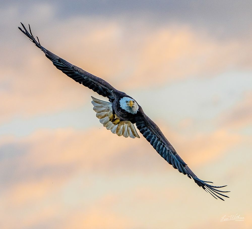 Photograph by Lisa Watkins