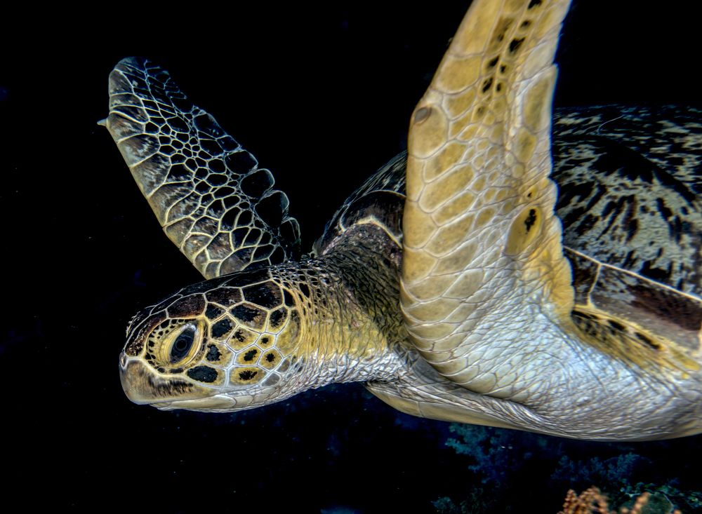 Photograph by Александр Федяев