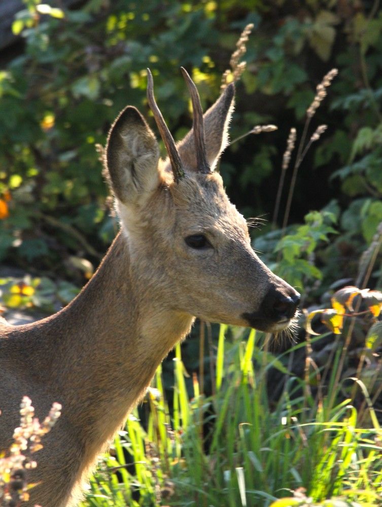 Фотография автора Татьяна Шебаршенко