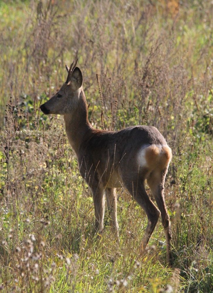 Фотография автора Татьяна Шебаршенко