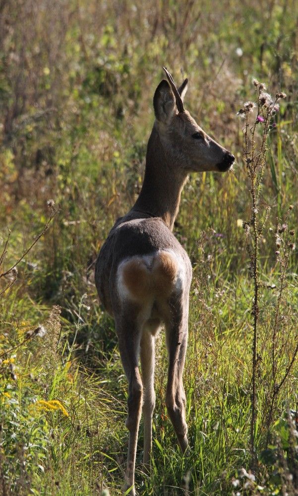 Фотография автора Татьяна Шебаршенко