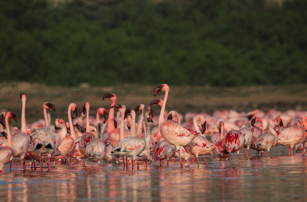Lesser flamingo