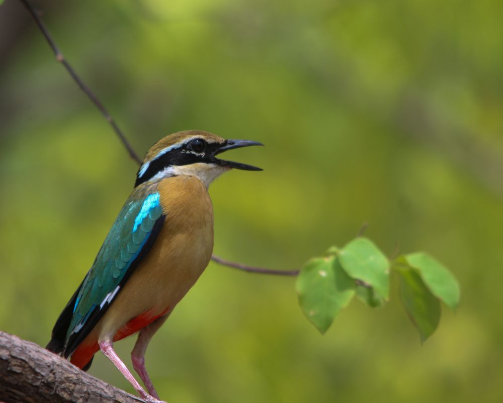 Photograph by Chintan Vyas
