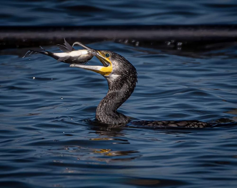 Photograph by Алекс Гейнер