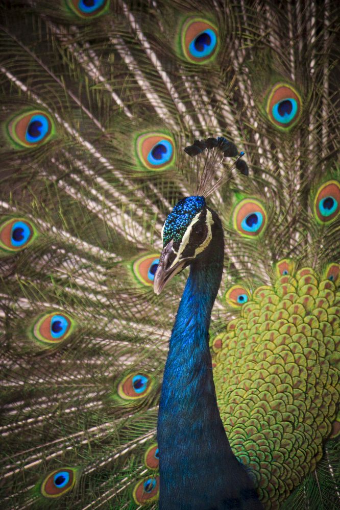 Photograph by Kaustav Ghosh