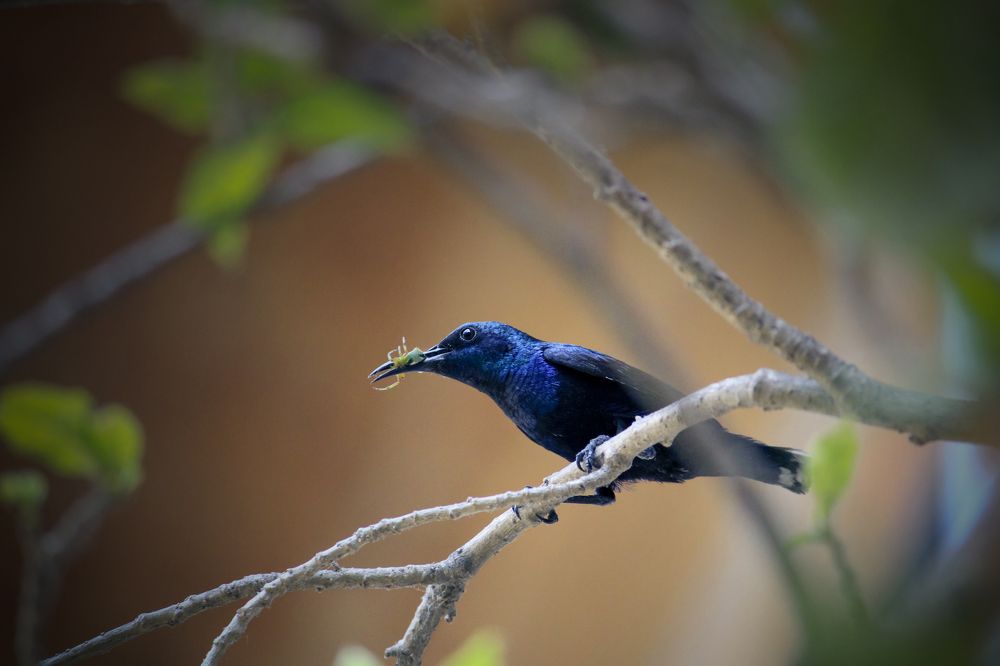 Photograph by Kaustav Ghosh