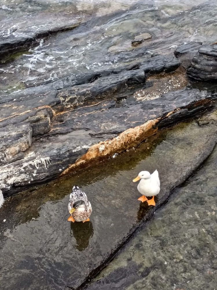 Фотография автора Елена Рузинова