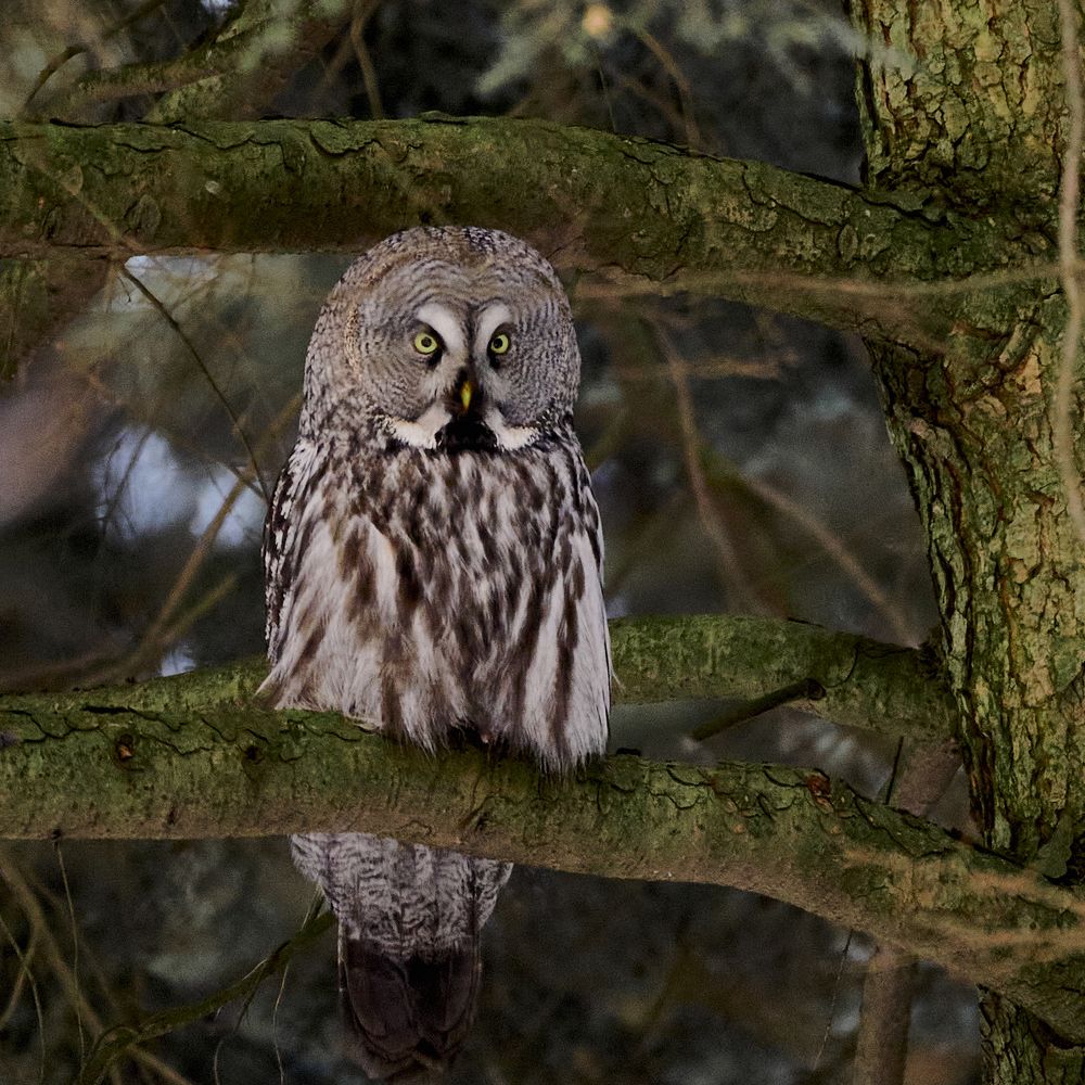 Фотография автора Sergey Smorchkov