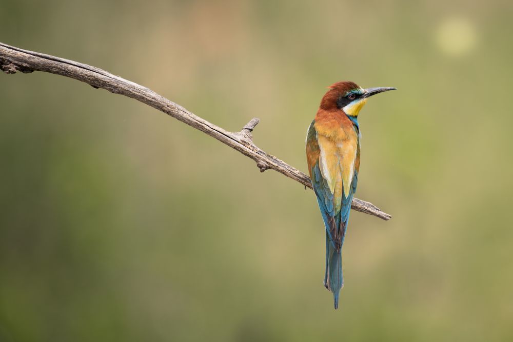 Photograph by Dejan Zakic