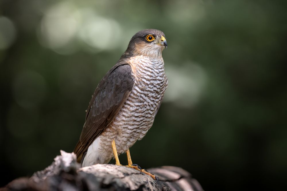 Photograph by Dejan Zakic