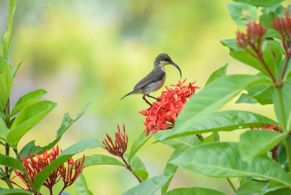 Sunbird