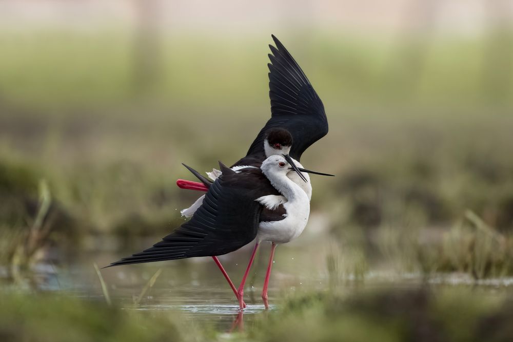 Photograph by Dejan Zakic