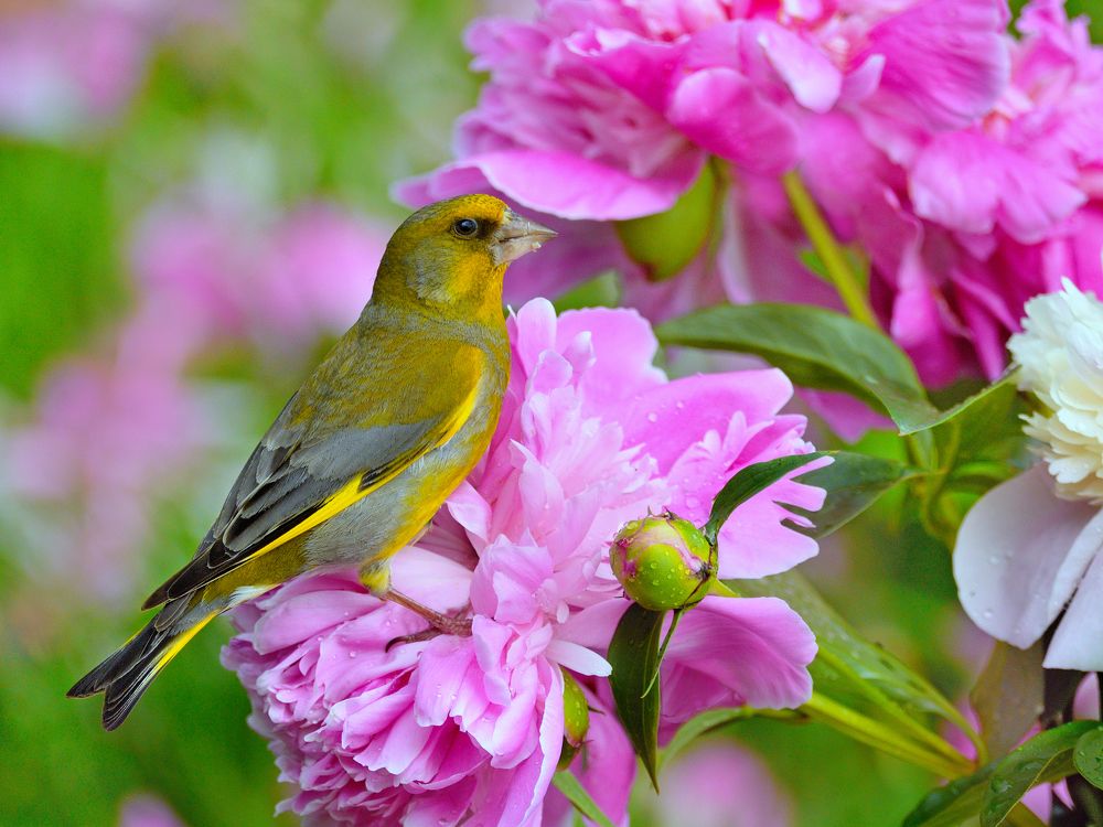 Цветы и птицы