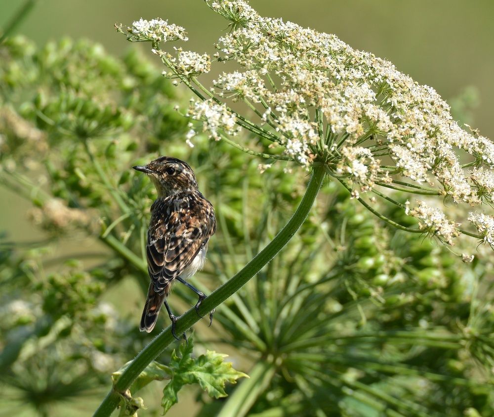 Photograph by Алексей Фомичев