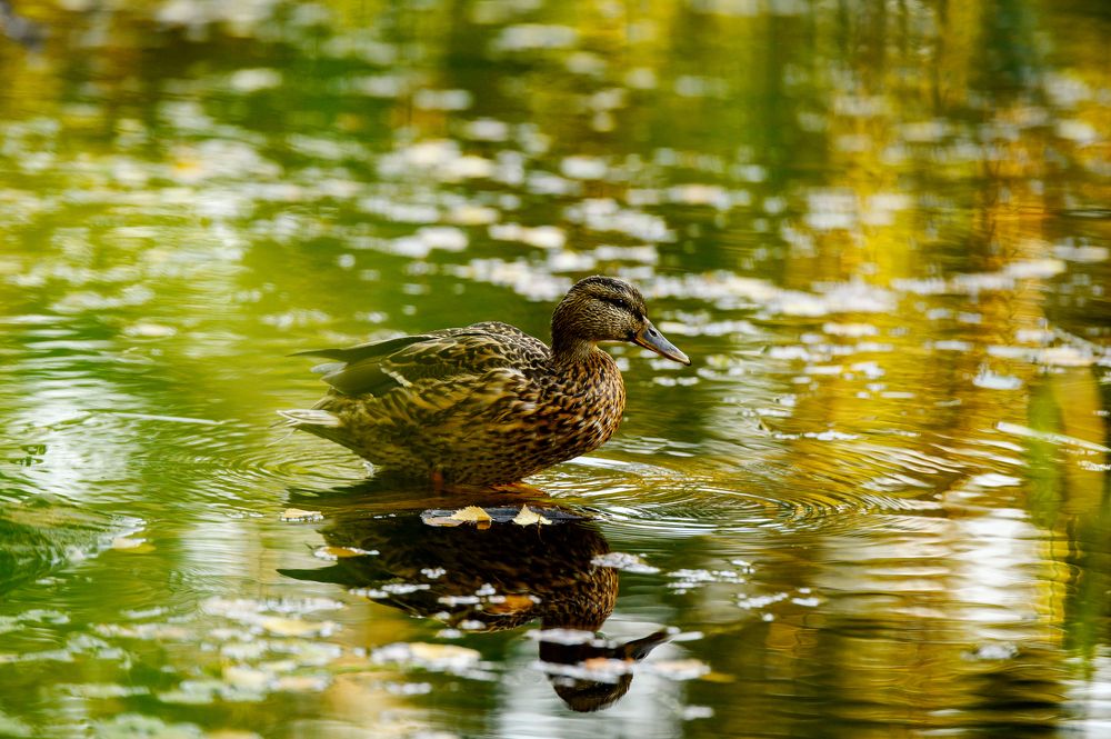 Photograph by Азат Ягудин