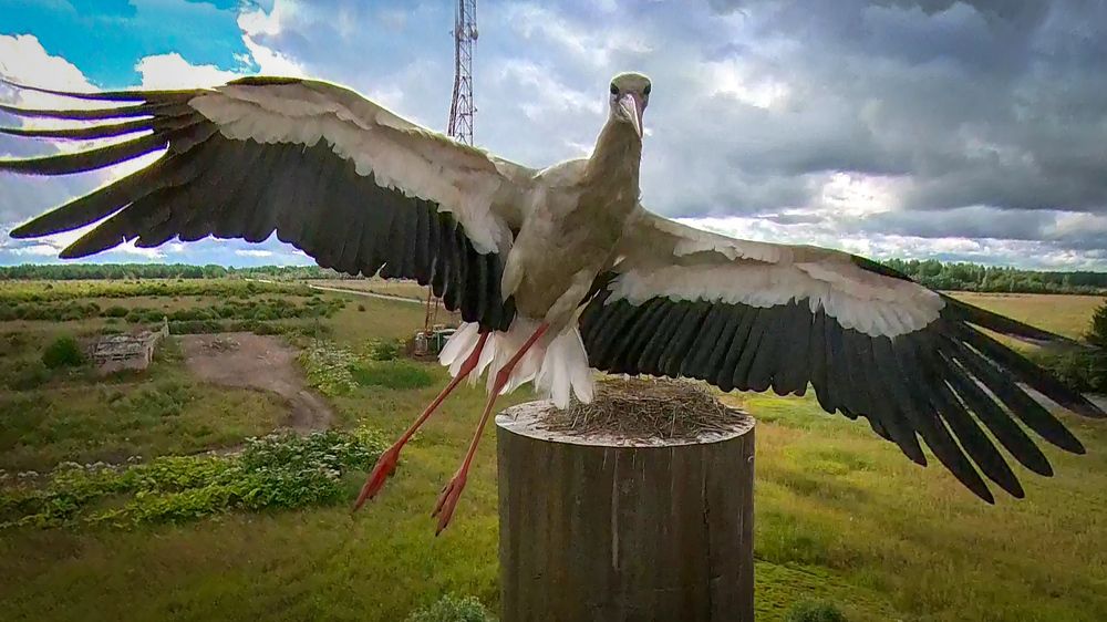 Аист в небе