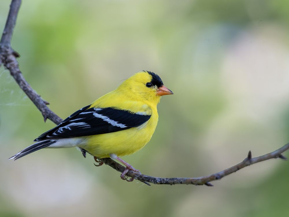 Photograph by Fernando Burgalin Sequeira