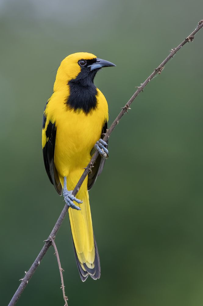 Photograph by Fernando Burgalin Sequeira