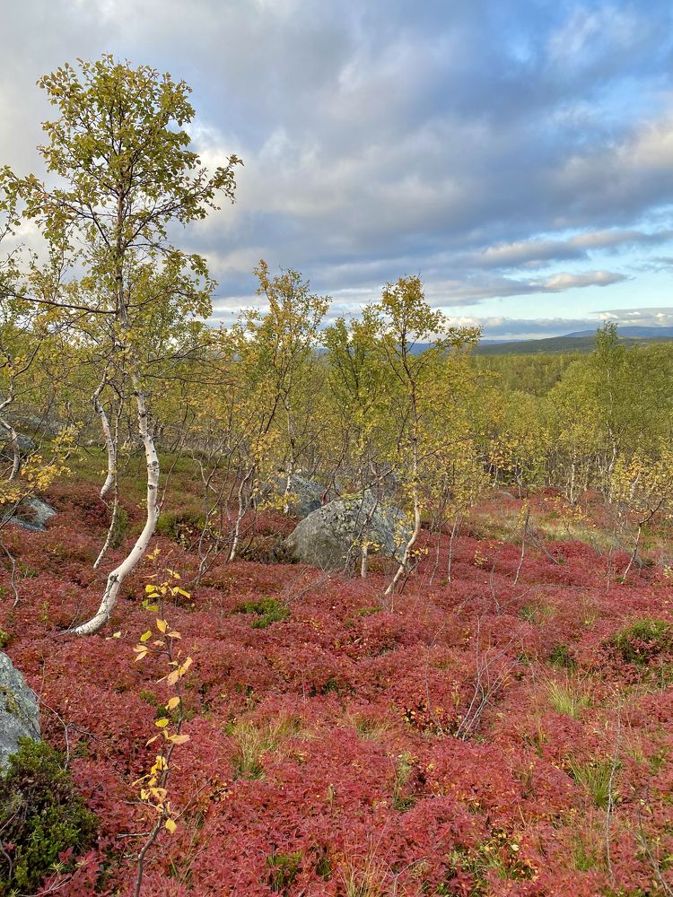 Лесные карликовые березки.