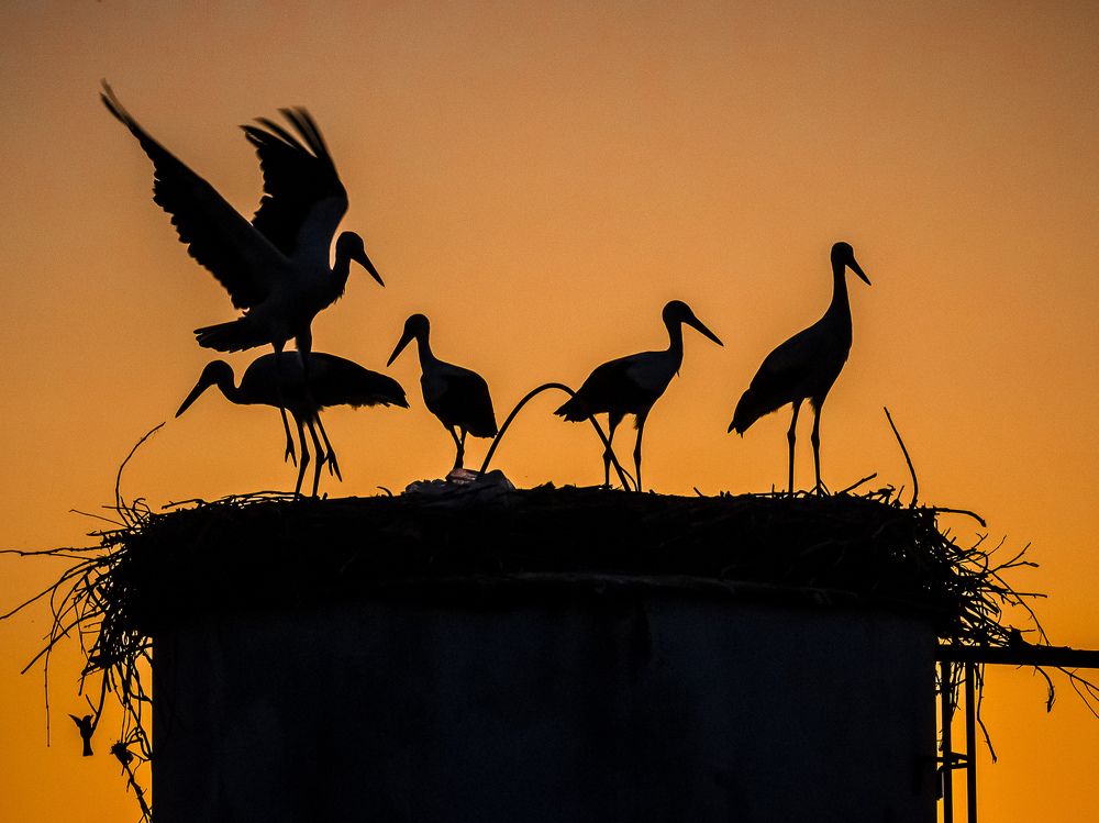 Большая семья.