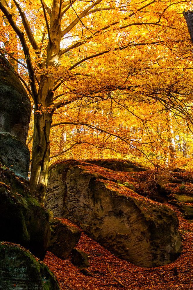 Фотография автора Chorche Prigo