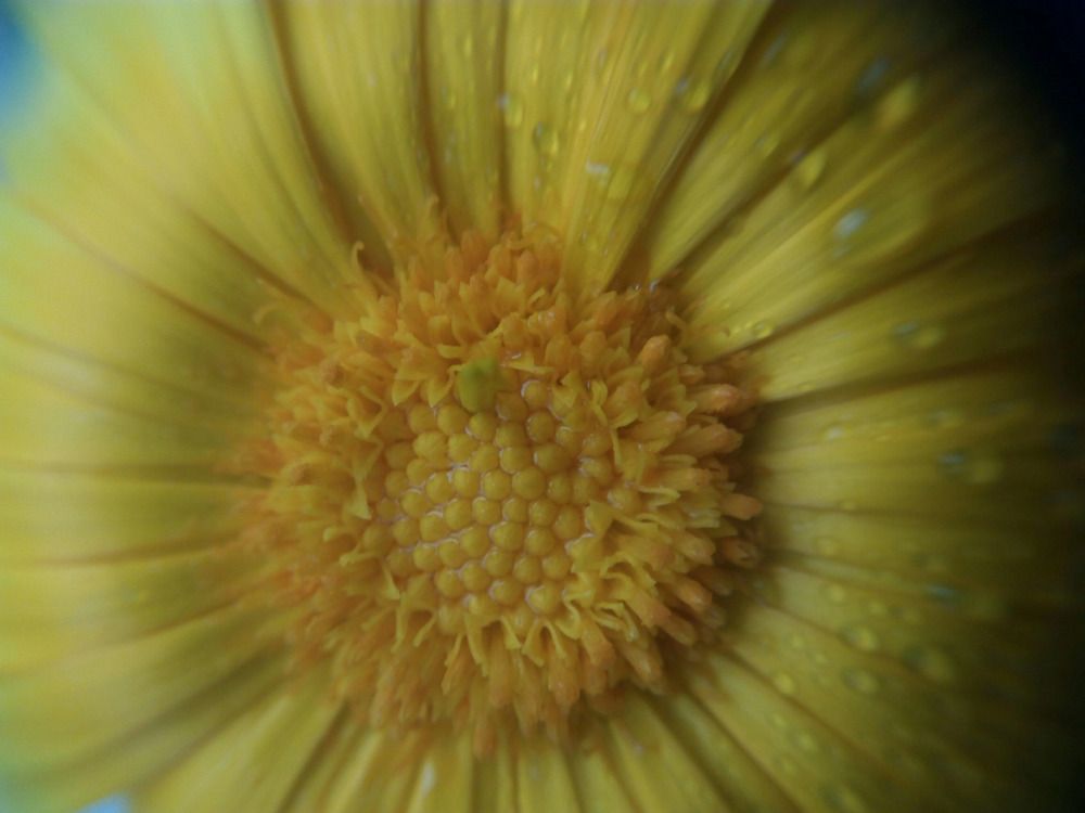 Photograph by Елена Дарьенко