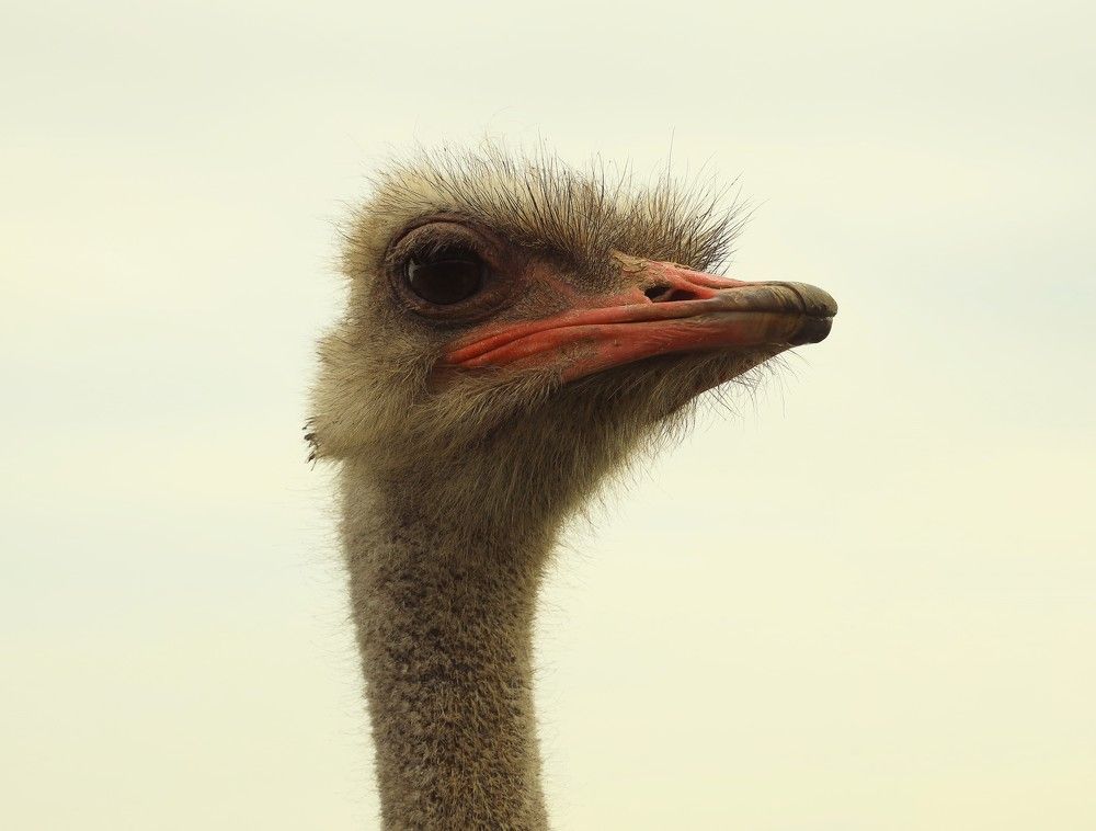 Photograph by Ирина Бескровная