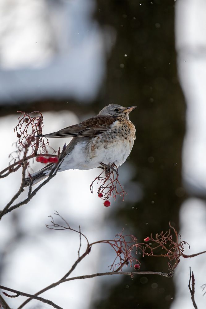 Photograph by Александр Свиблов