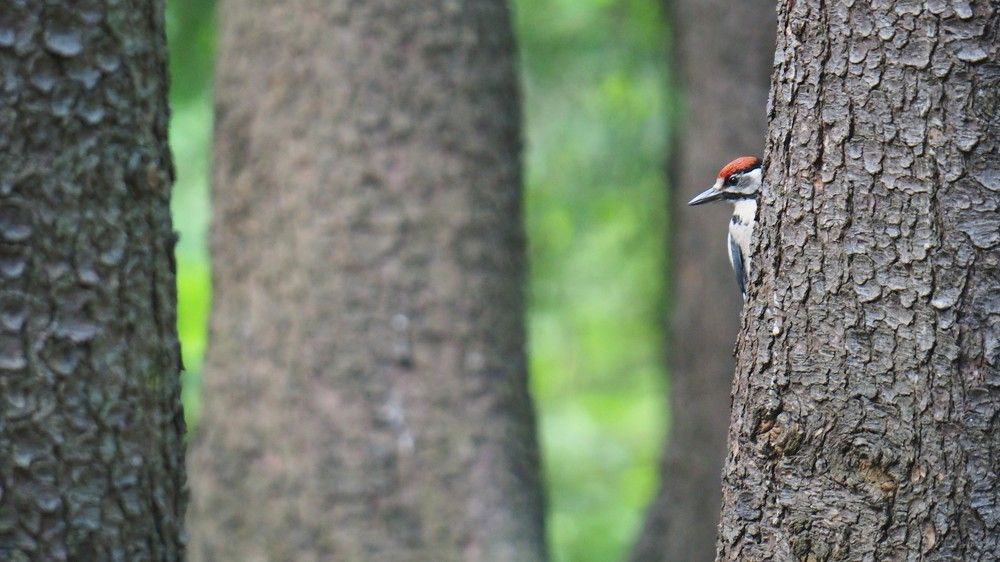 Photograph by Сергей Пушкин