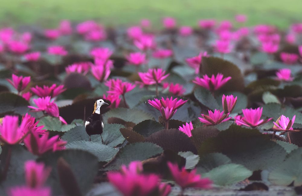 Beauty of our habitat.