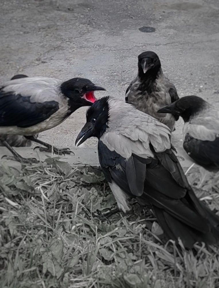 Photograph by Дайана