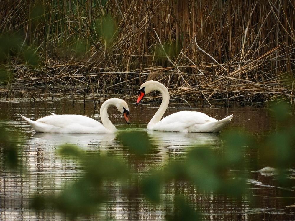 Photograph by Юлия Закопайло