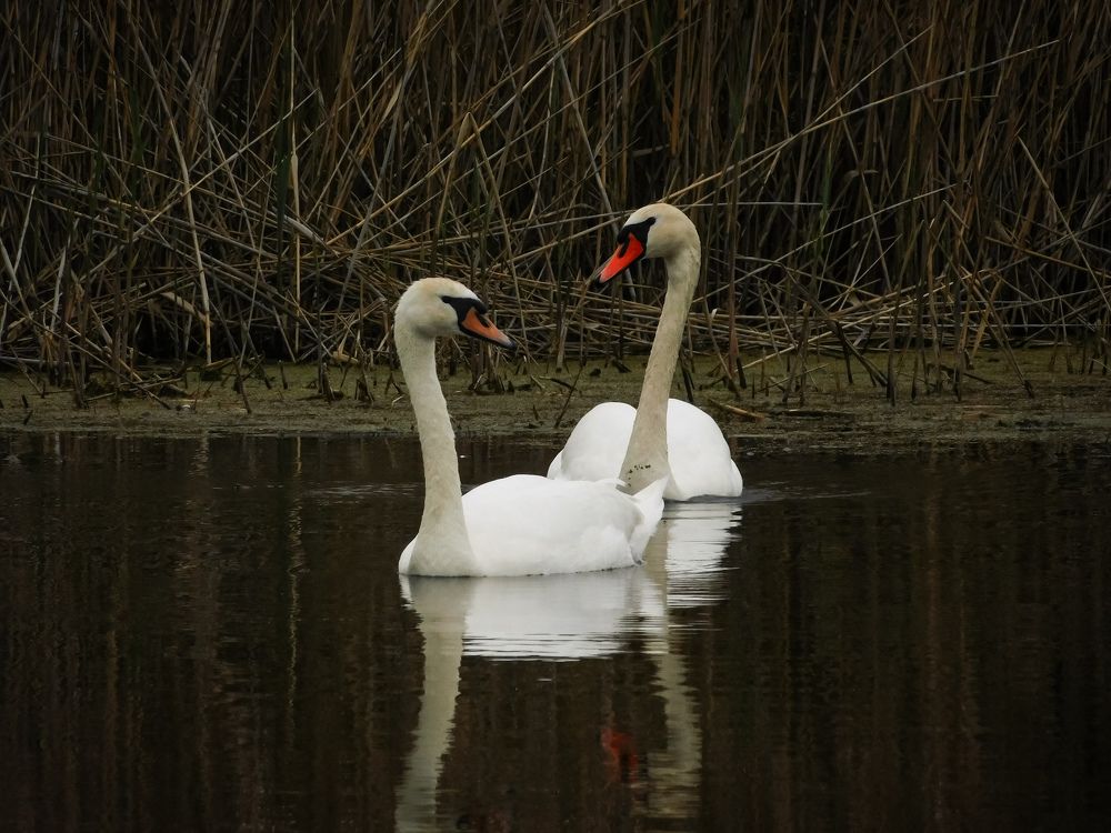 Photograph by Юлия Закопайло