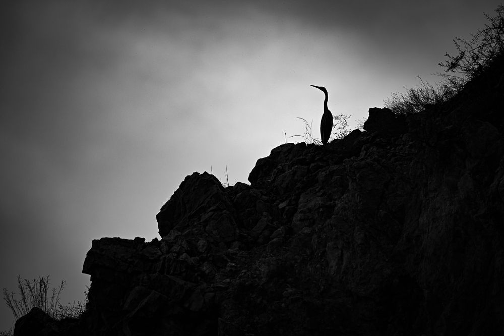 Фотография автора Adam Horvath