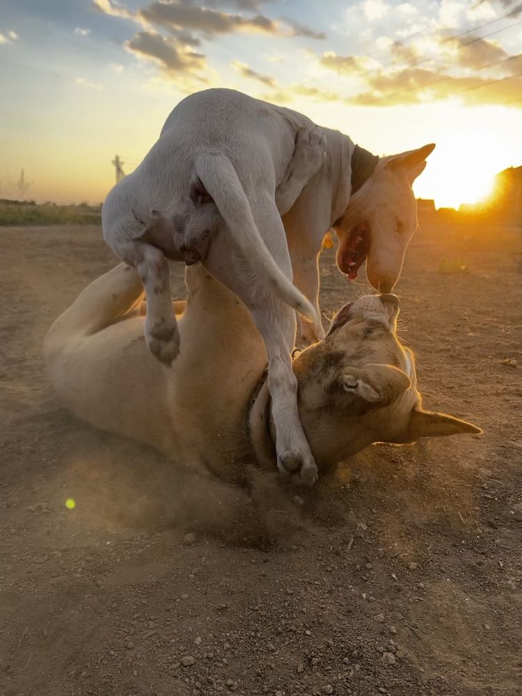 Гела и Гера