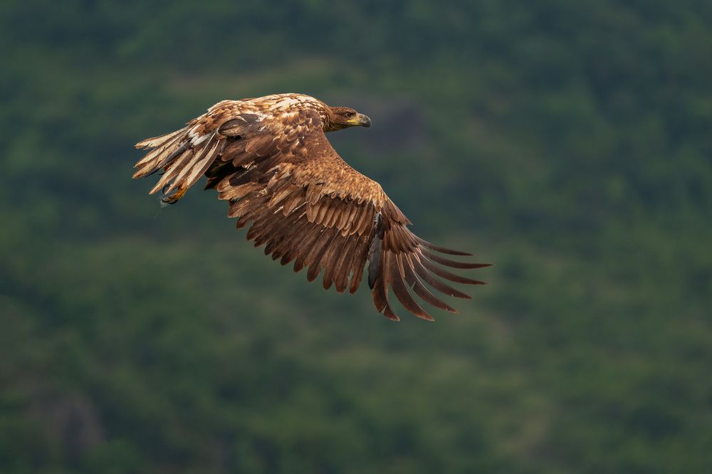 Photograph by Lyubomir Momchilov